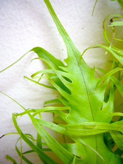 ハワイアンファーン