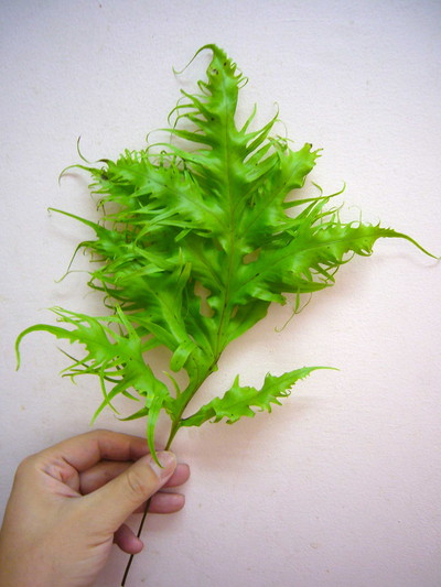 ハワイアンファーン