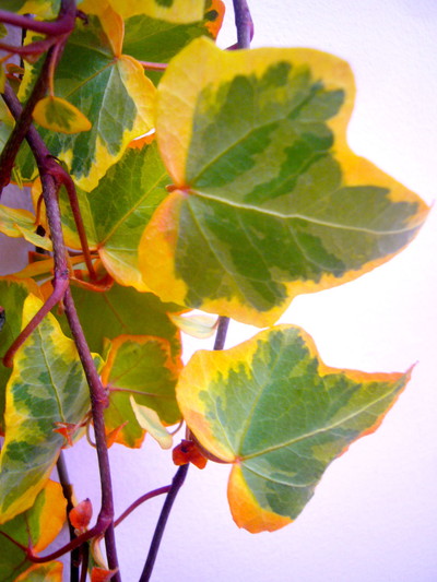 パンプキン（アイビー）