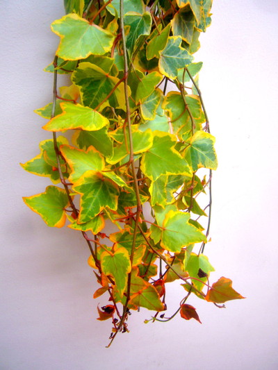 パンプキン（アイビー）