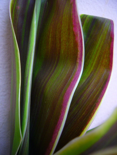 フォーカラーズ