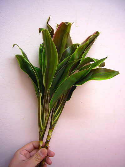 フォーカラーズ