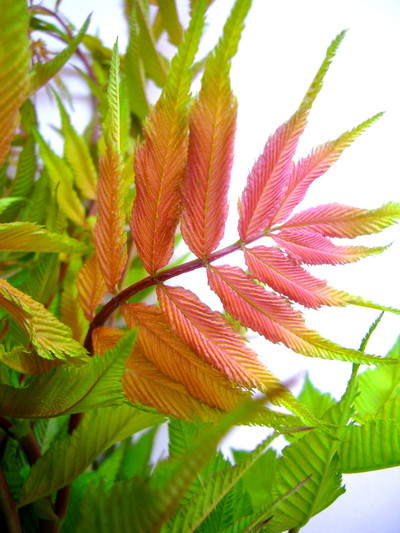 ホサキナナカマド