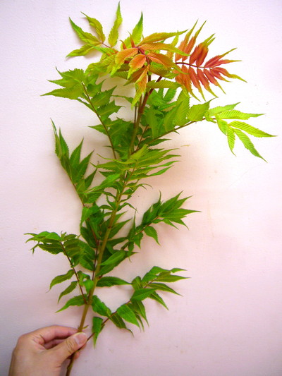 ホサキナナカマド