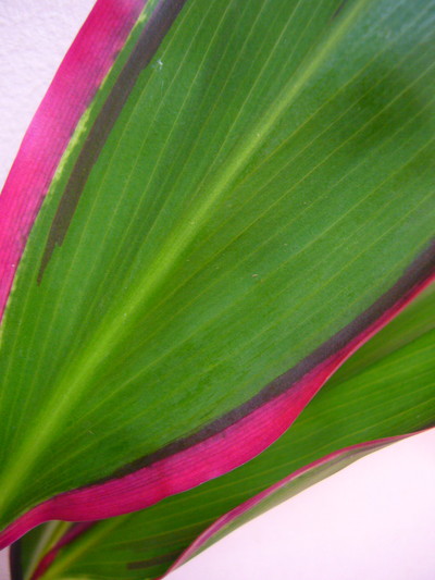 リップスティック