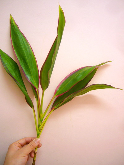 リップスティック