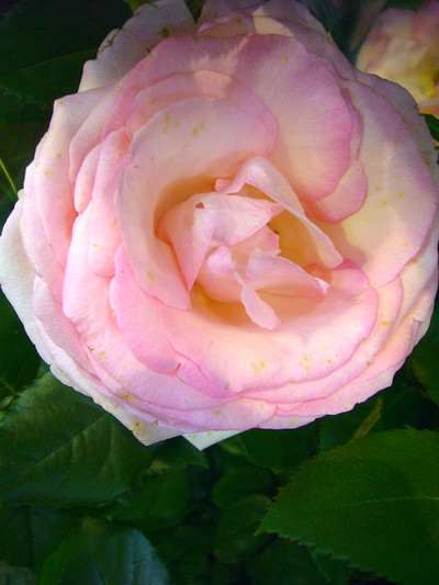 ピエルデゥロンサール