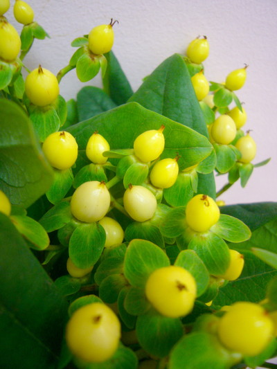 アイボリーフレア