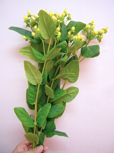 アイボリーフレア