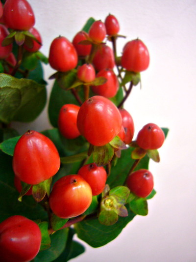 ココパラディソ