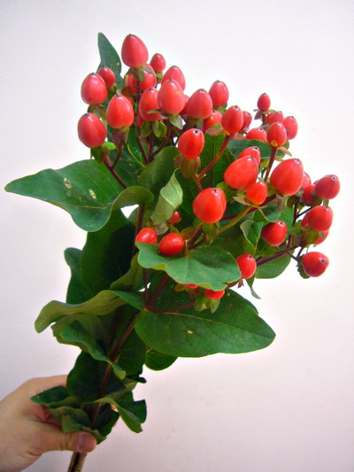 ココパラディソ