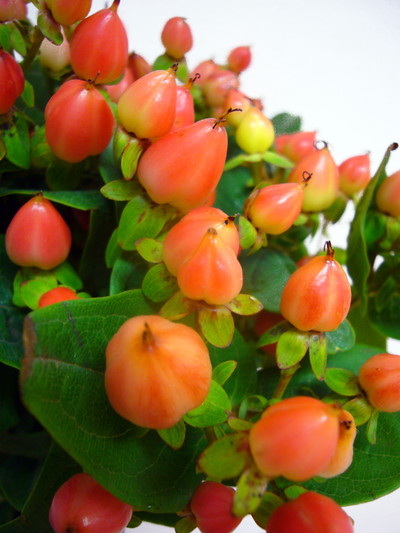 マジカルパンプキン