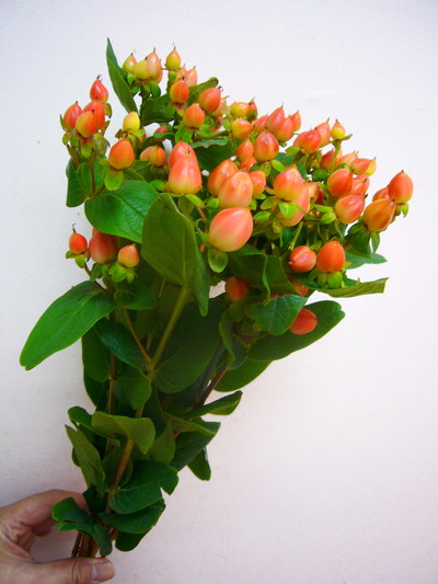 マジカルパンプキン