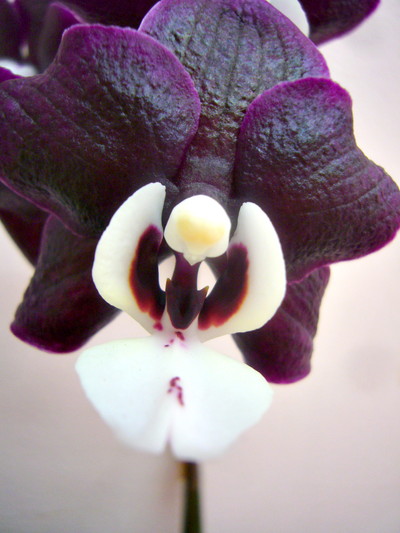 チョコレートディスコ