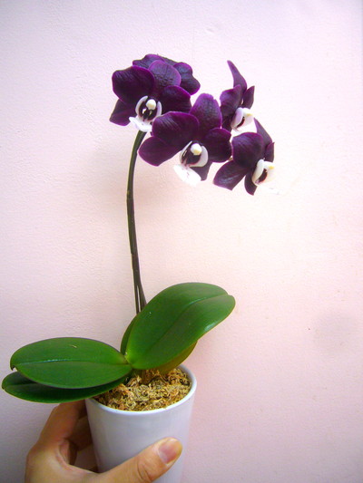 チョコレートディスコ