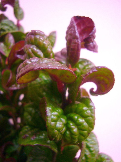 アメリカイワナンテン