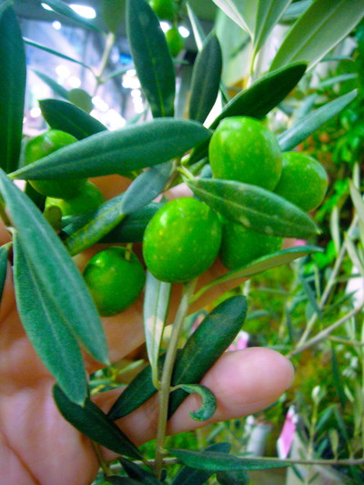 オリーブ マンザニロ