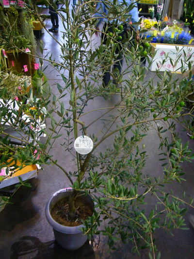 オリーブ マンザニロ