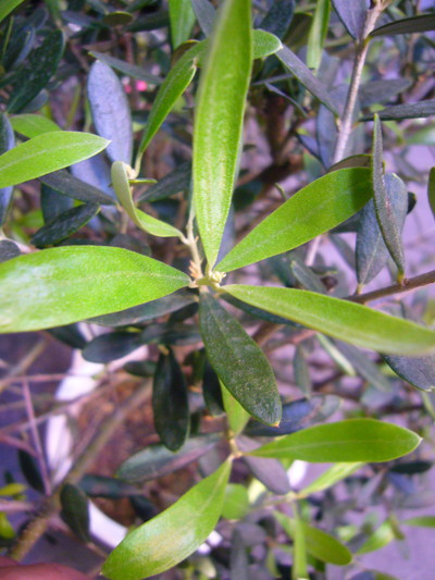 オリーブ　創樹園 玉づくり