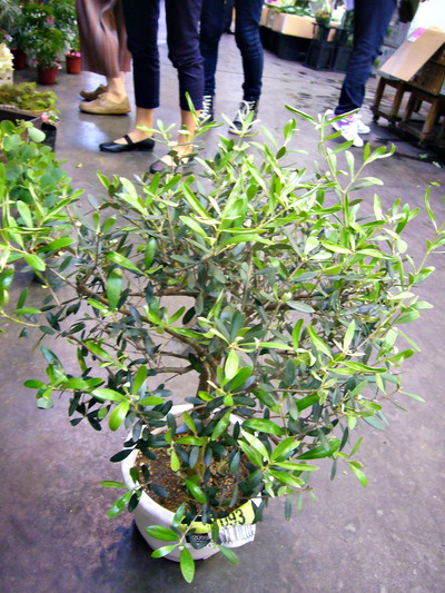 オリーブ　創樹園 玉づくり