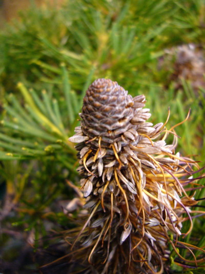 バンクシア　ストーン カク