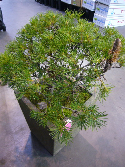 バンクシア　ストーン カク