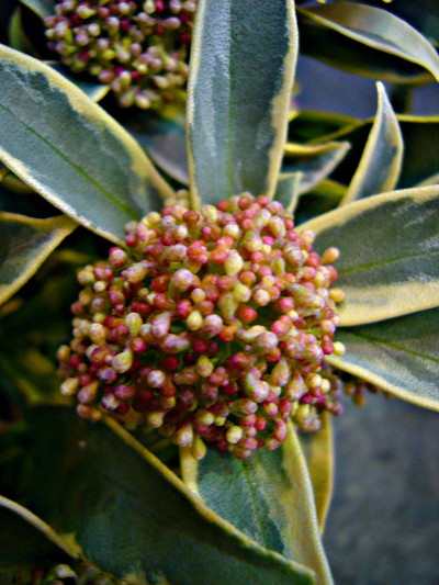 マジックマルロー