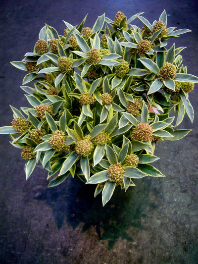 マジックマルロー