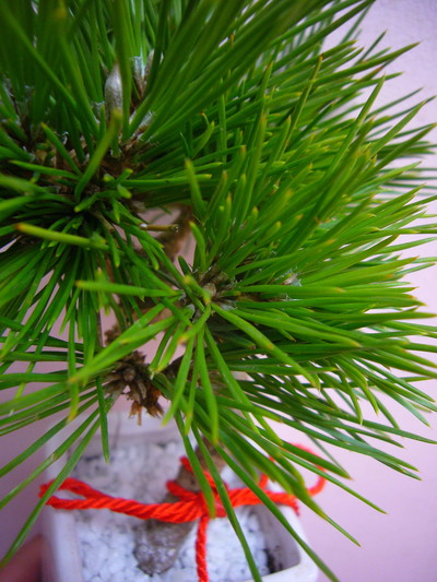 マツ　ショウガツ