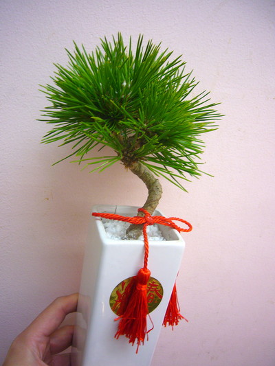 マツ　ショウガツ