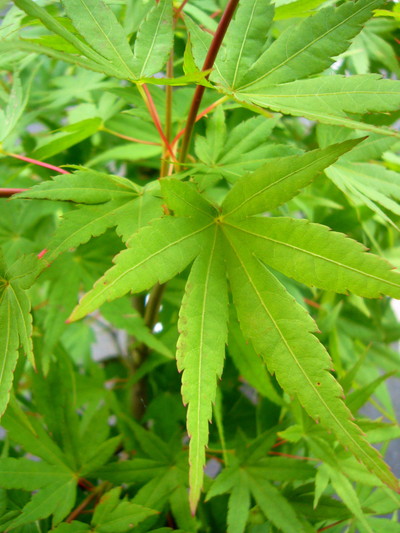 リュウセンモミジ