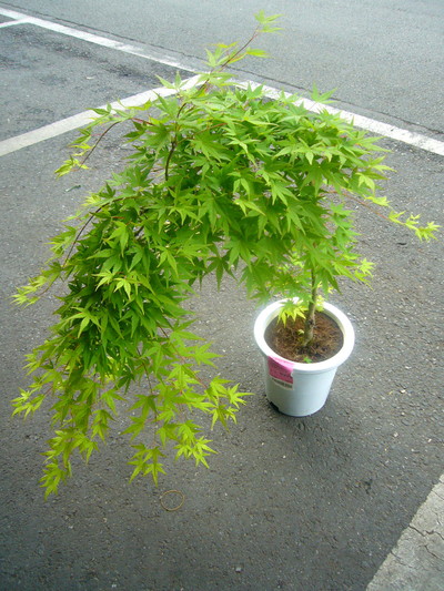 リュウセンモミジ