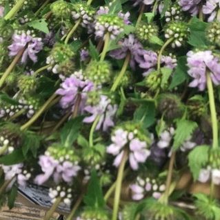 フロミス　チューベローサ