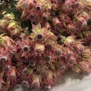 セルリア　ブラッシングブライド