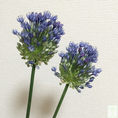 ブルーパヒューム