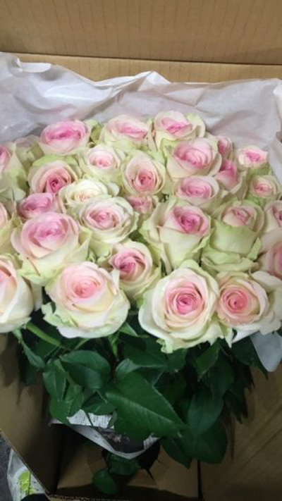 Ｍシュパープラム