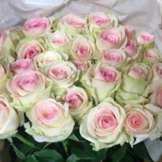 Ｍシュパープラム