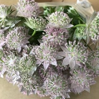 マキシマロゼア