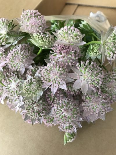 マキシマロゼア