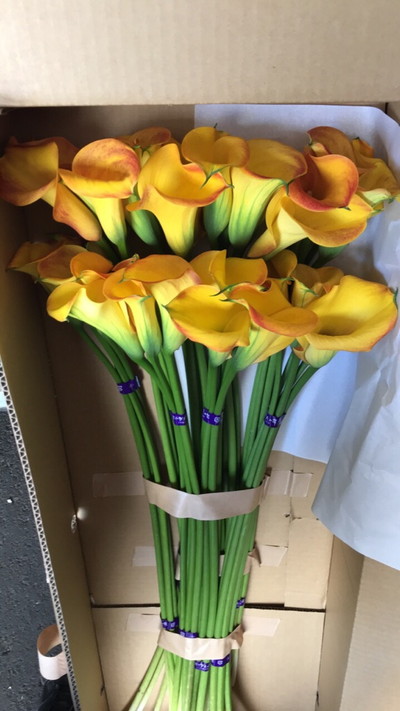 スーパートレジャー