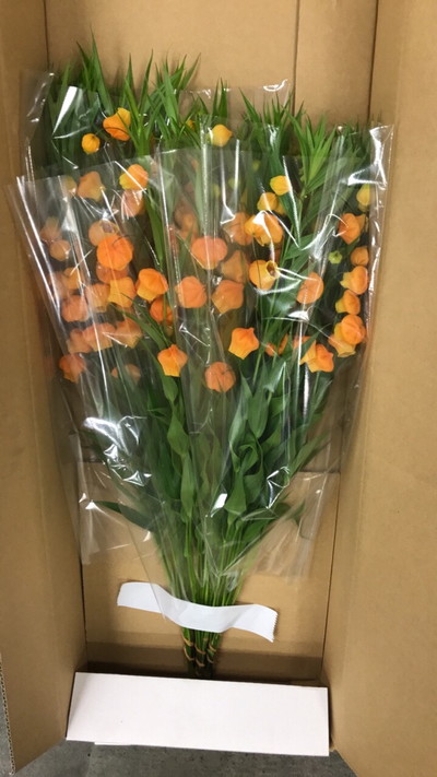 サンダーソニア