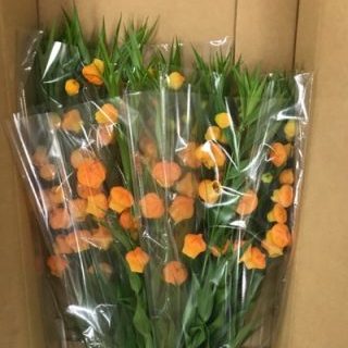 サンダーソニア