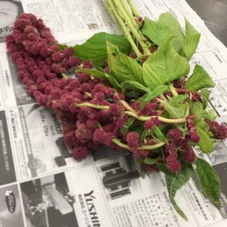 ハンキングレッド