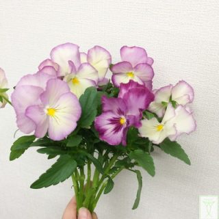 ニジイロスィートラブ