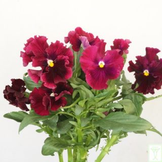 エニナルビーノ