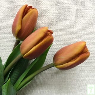 ブラウンシュガー