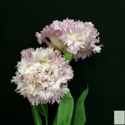 ベッピンサンラベンダー