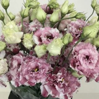 トルコキキョウ【ＨＡＮＡＢＩ】