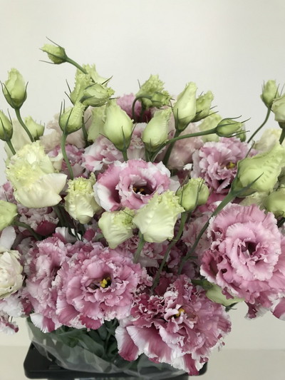 トルコキキョウ【ＨＡＮＡＢＩ】