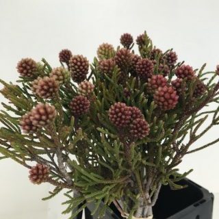 ネベリア【クラスタスター】